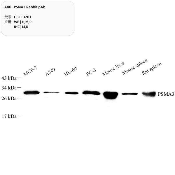 Антитела первичные, поликлональные, PSMA3, 100 мкл