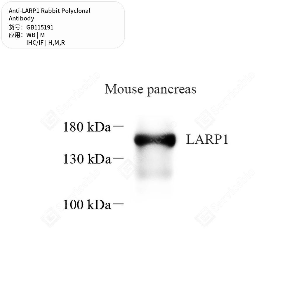 Антитела первичные, поликлональные кролика к LARP1 крысы, мыши, человека, 50 мкл