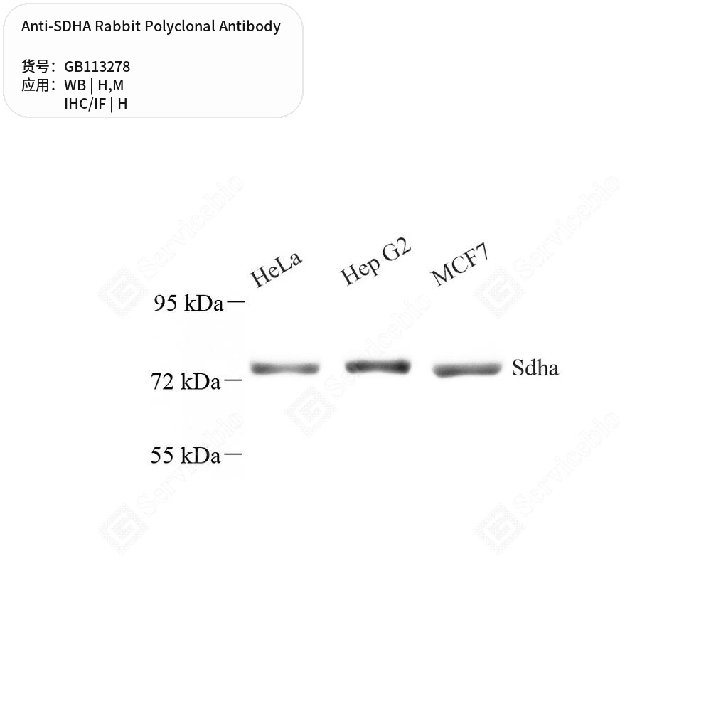 Антитела первичные, поликлональные кролика к SDHA мыши, человека, 100 мкл