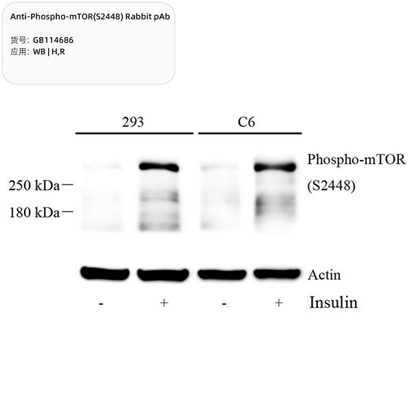 Антитела первичные, поликлональные, Phospho-mTOR(S2448), 100 мкл