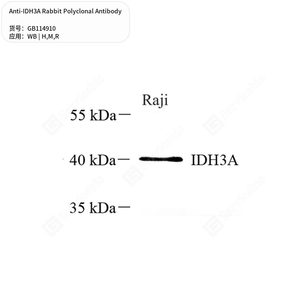 Антитела первичные, поликлональные кролика к IDH3A крысы, мыши, человека, 50 мкл