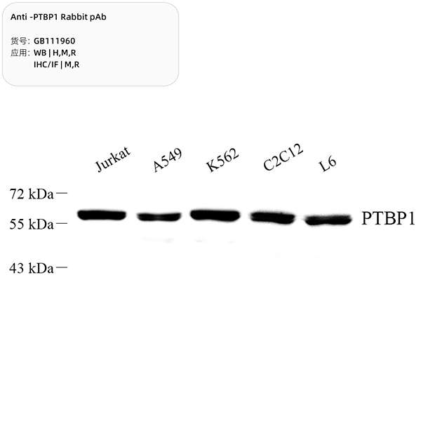 Антитела первичные, поликлональные, PTBP1, 100 мкл