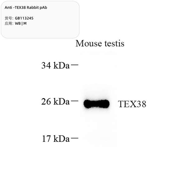 Антитела первичные, поликлональные, TEX38, 100 мкл