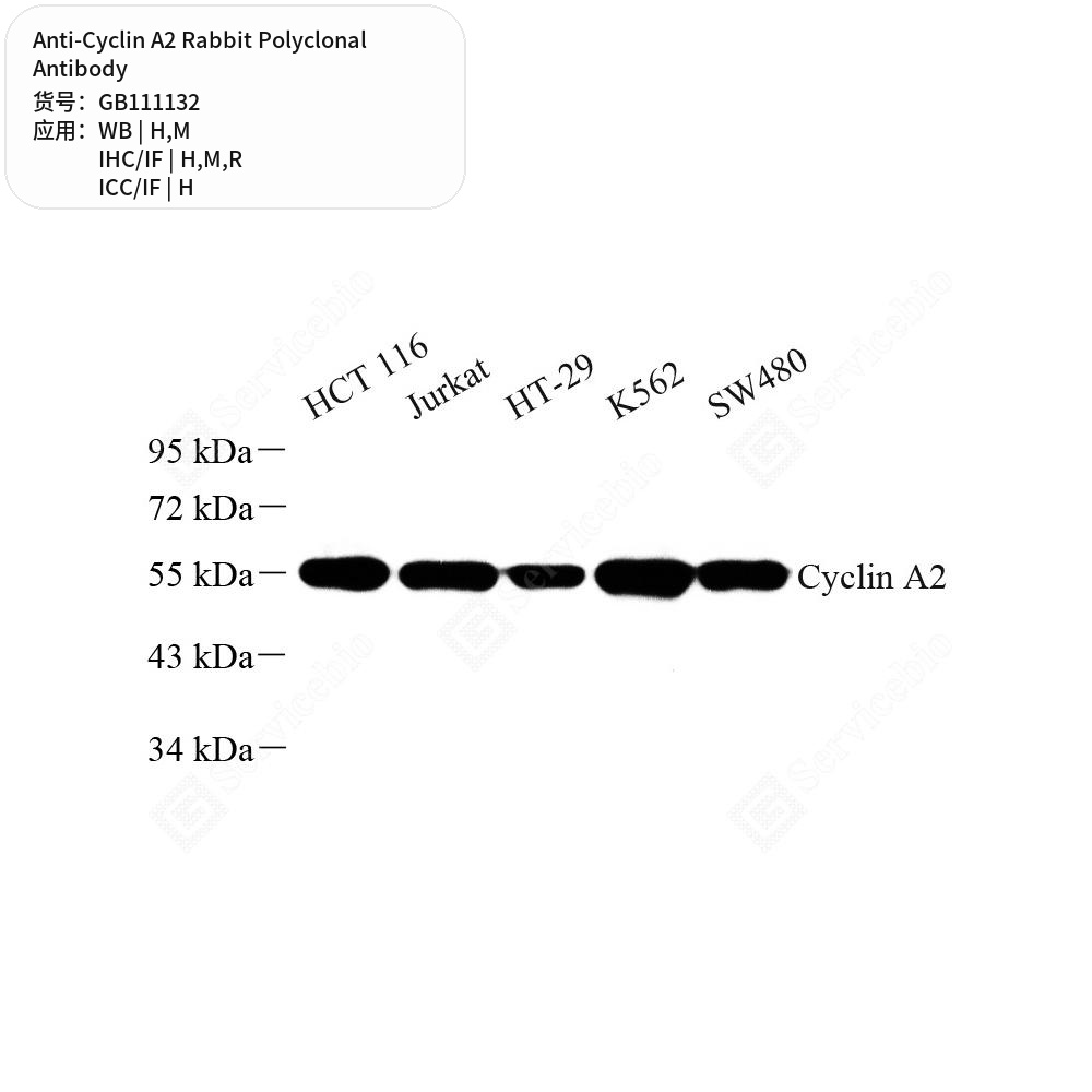Антитела первичные, поликлональные кролика к Cyclin A2 крысы, мыши, человека, 100 мкл