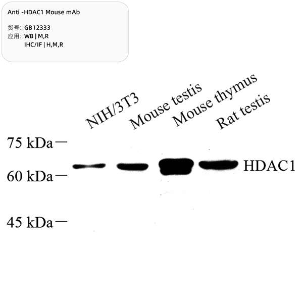 Антитела первичные, моноклональные, HDAC1, 100 мкл
