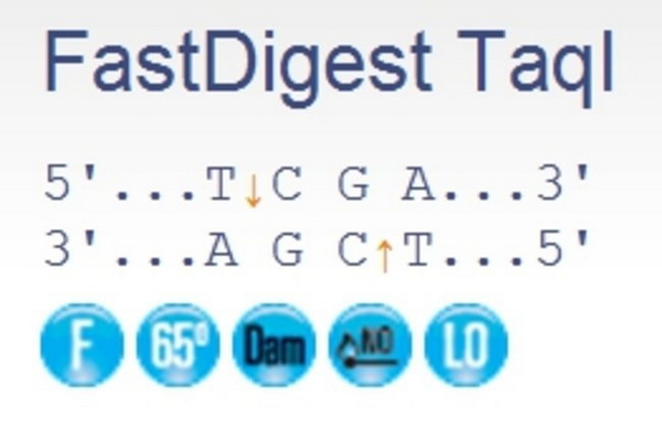 Эндонуклеаза рестрикции ускоренного гидролиза FastDigest TaqI, 400 реакций