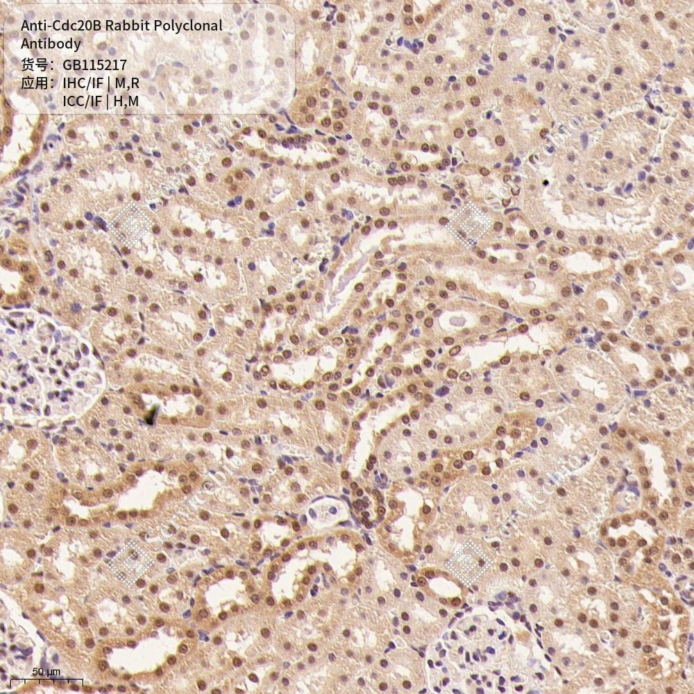 Антитела первичные, поликлональные кролика к Cdc20B крысы, мыши, человека, 50 мкл