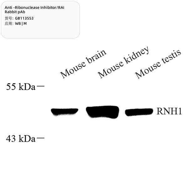 Антитела первичные, поликлональные, Ribonuclease Inhibitor/RAI, 100 мкл