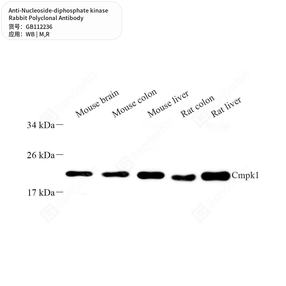 Антитела первичные, поликлональные кролика к Nucleoside-diphosphate kinase крысы, мыши, 100 мкл