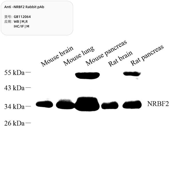 Антитела первичные, поликлональные, NRBF2, 100 мкл