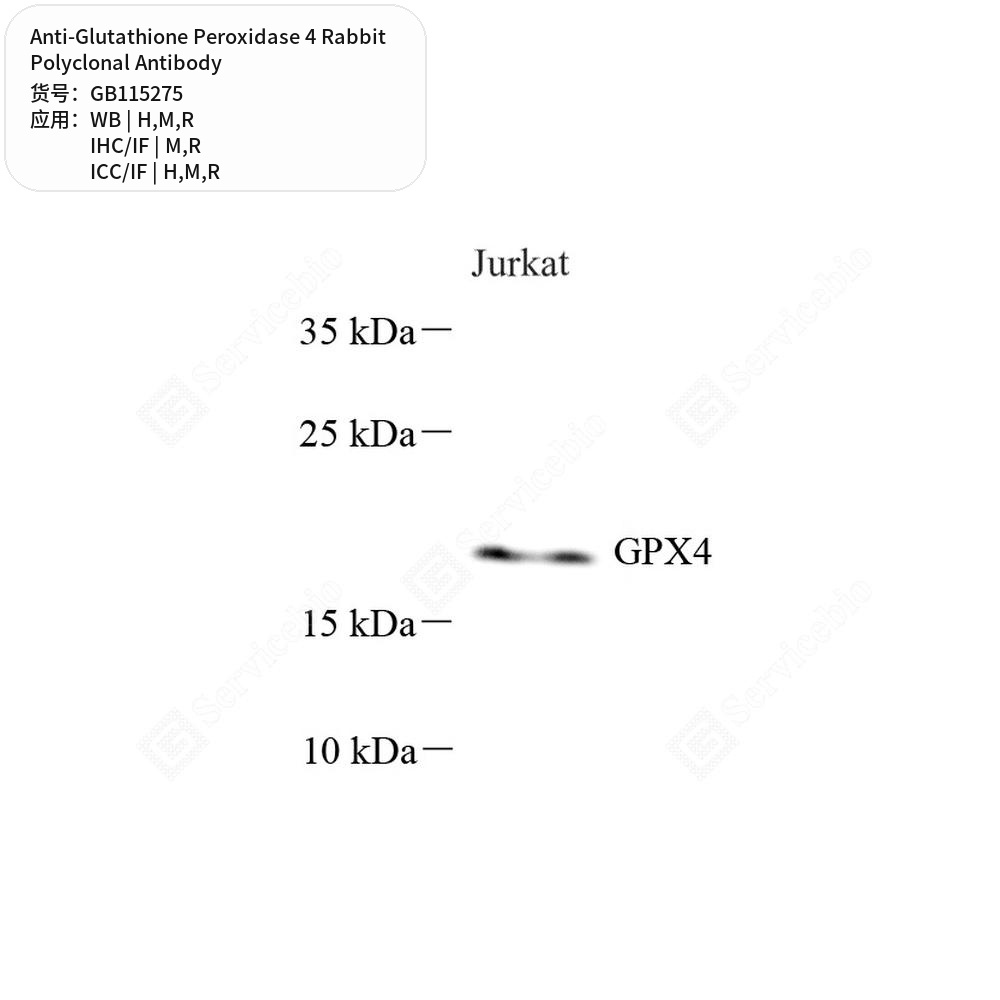 Антитела первичные, поликл. кролика к Glutathione Peroxidase 4 крысы, мыши, человека, 100 мкл