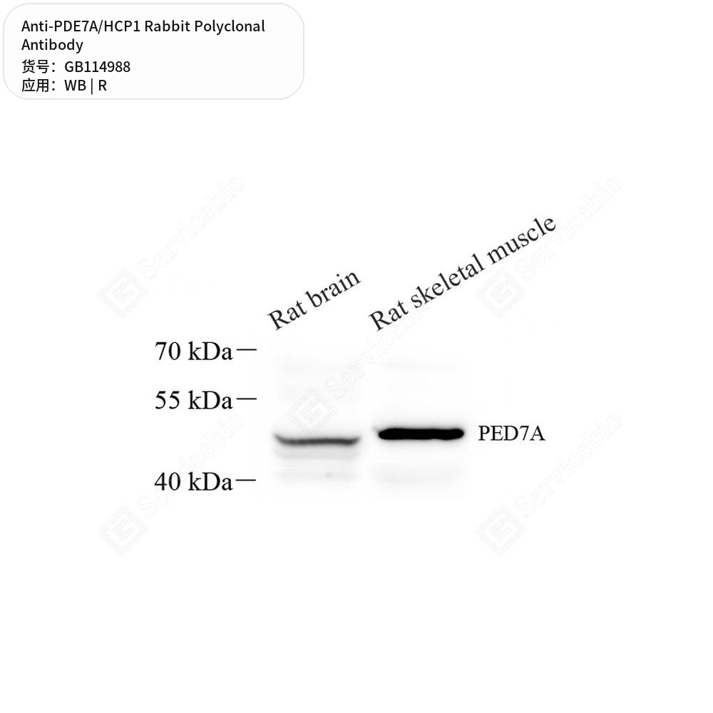 Антитела первичные, поликлональные кролика к PDE7A/HCP1 крысы, 50 мкл