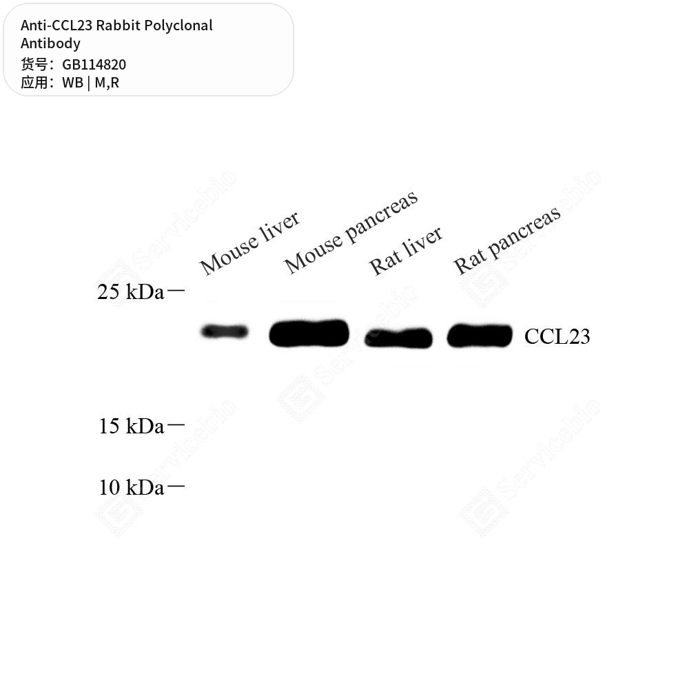 Антитела первичные, поликлональные кролика к CCL23 крысы, мыши, 100 мкл