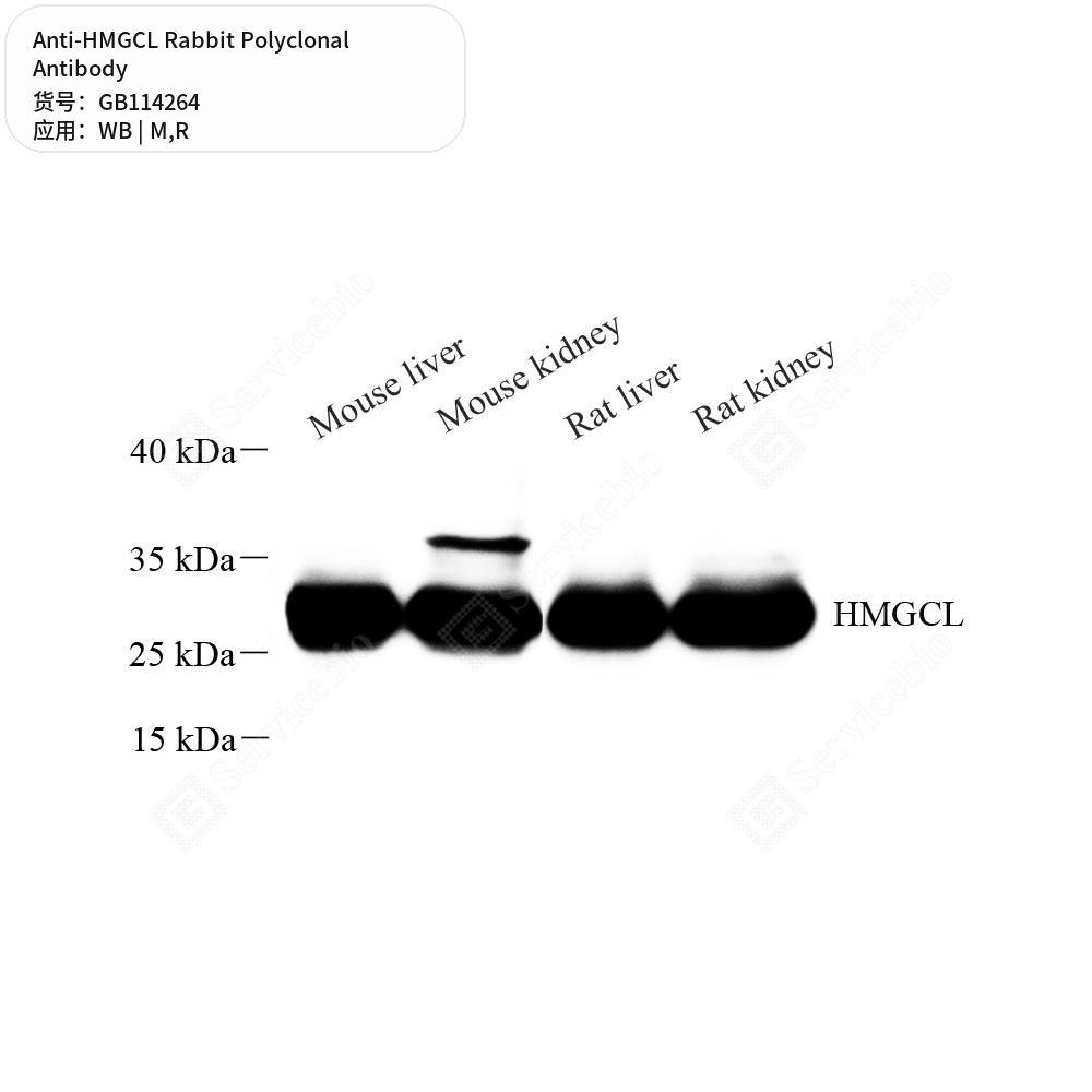 Антитела первичные, поликлональные кролика к HMGCL крысы, мыши, 100 мкл