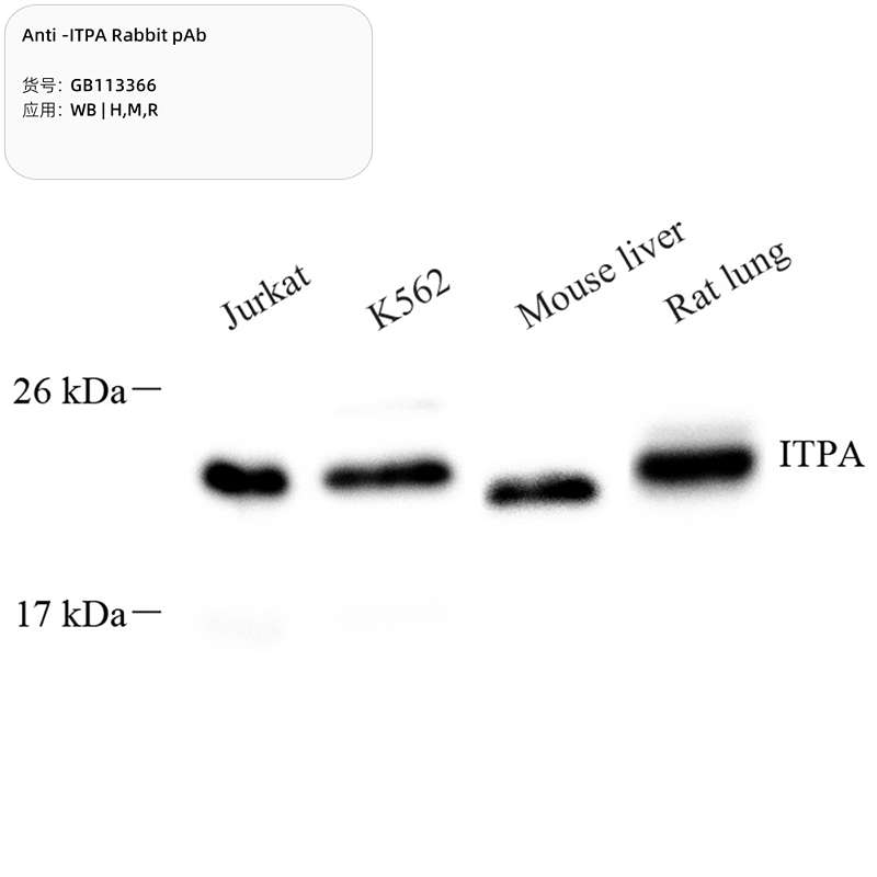 Антитела первичные, поликлональные, ITPA, 100 мкл