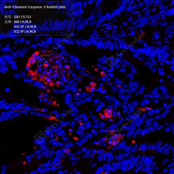 Антитела первичные, поликлональные Cleaved-Caspase-3, 100 мкл