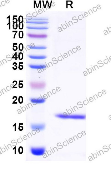 Наноантитела Albumin/HSA (SAA0807), 100 мкг
