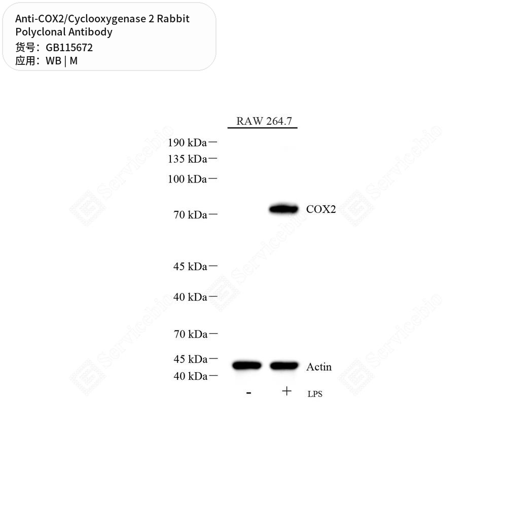 Антитела первичные, поликлональные кролика к COX2/Cyclooxygenase 2 мыши, 50 мкл