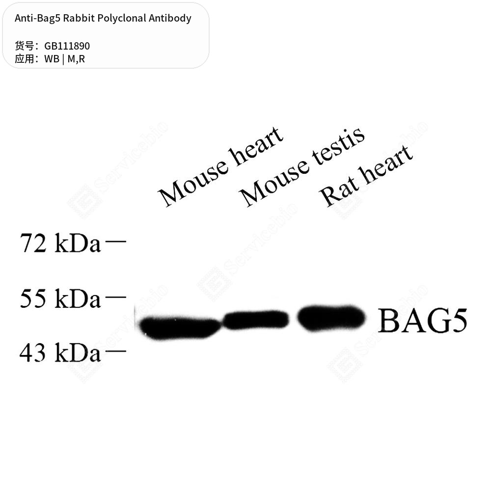 Антитела первичные, поликлональные кролика к Bag5 крысы, мыши, 100 мкл