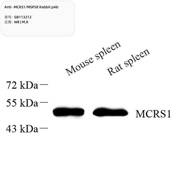 Антитела первичные, поликлональные, MCRS1/MSP58, 100 мкл