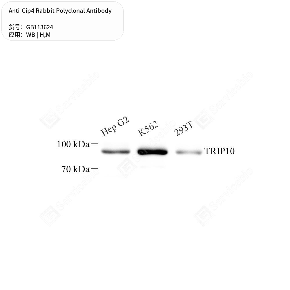 Антитела первичные, поликлональные кролика к Cip4 мыши, человека, 100 мкл