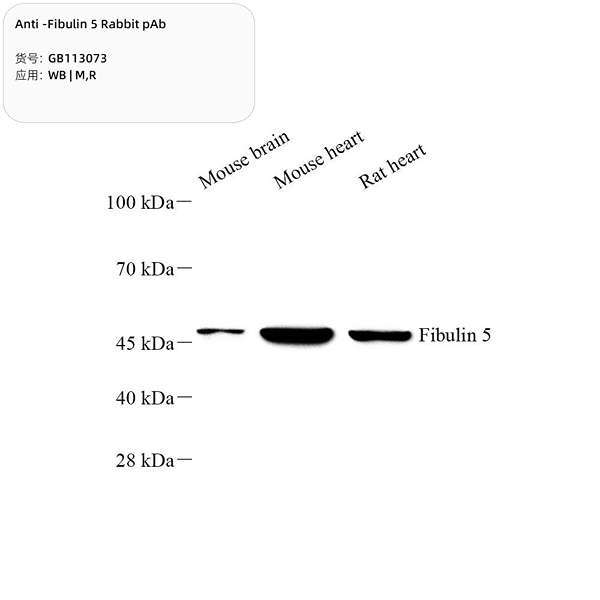 Антитела первичные, поликлональные, Fibulin 5, 100 мкл