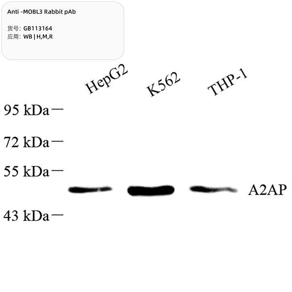 Антитела первичные, поликлональные, MOBL3, 100 мкл