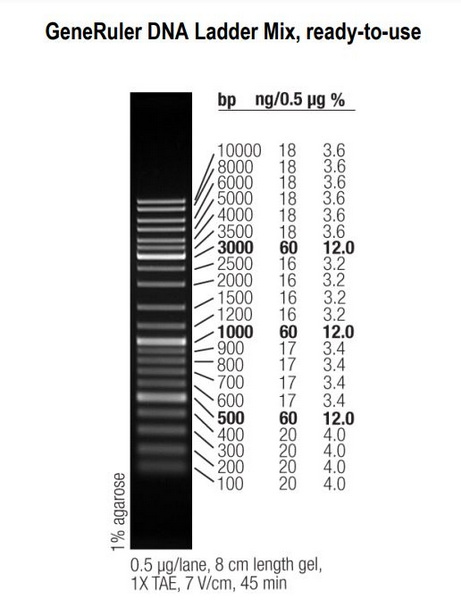 Маркеры мол. массы ДНК, 100-1000 п.о., GeneRuler DNA Ladder Mix (21 фрагмент), гот. к исп., 50 мкг