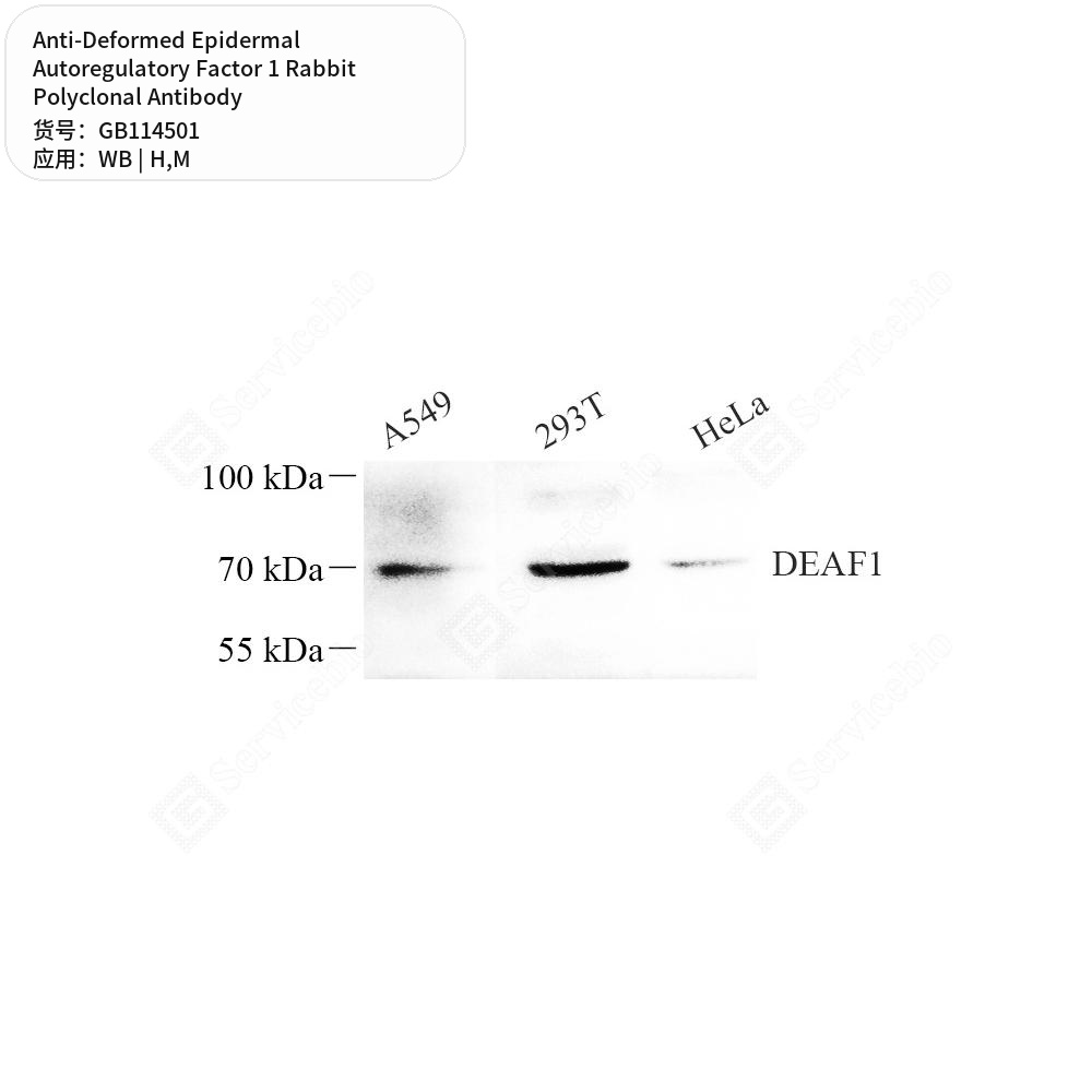 Антитела первичные, полик. крол. к Deformed Epidermal Autoregulatory Factor 1 мыши, чел., 100 мкл