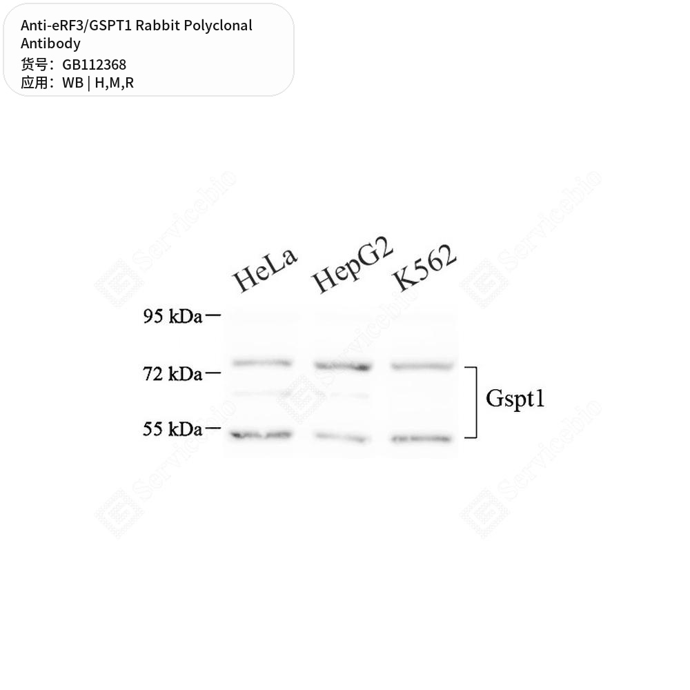 Антитела первичные, поликлональные кролика к eRF3/GSPT1 крысы, мыши, человека, 100 мкл