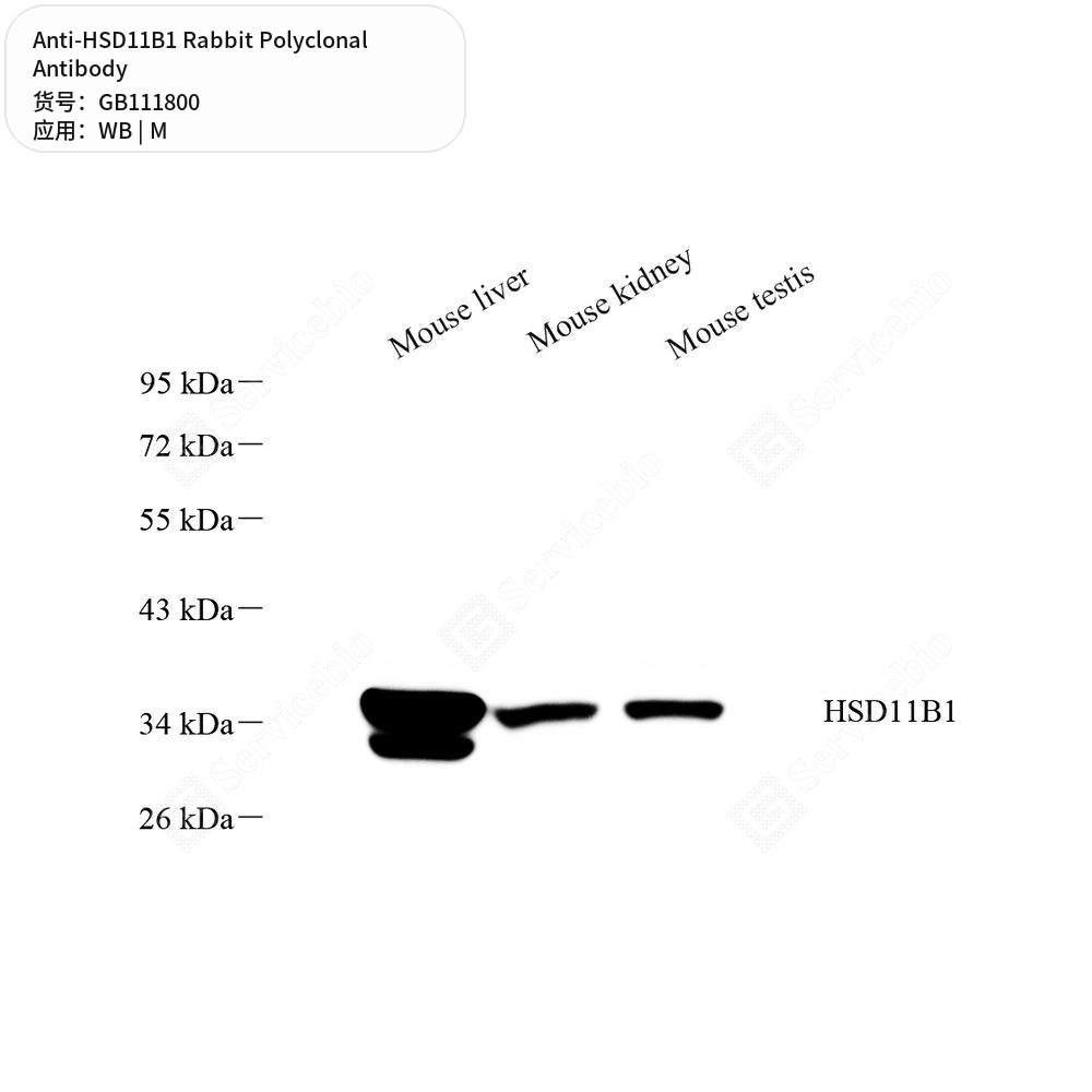 Антитела первичные, поликлональные кролика к HSD11B1 мыши, 100 мкл