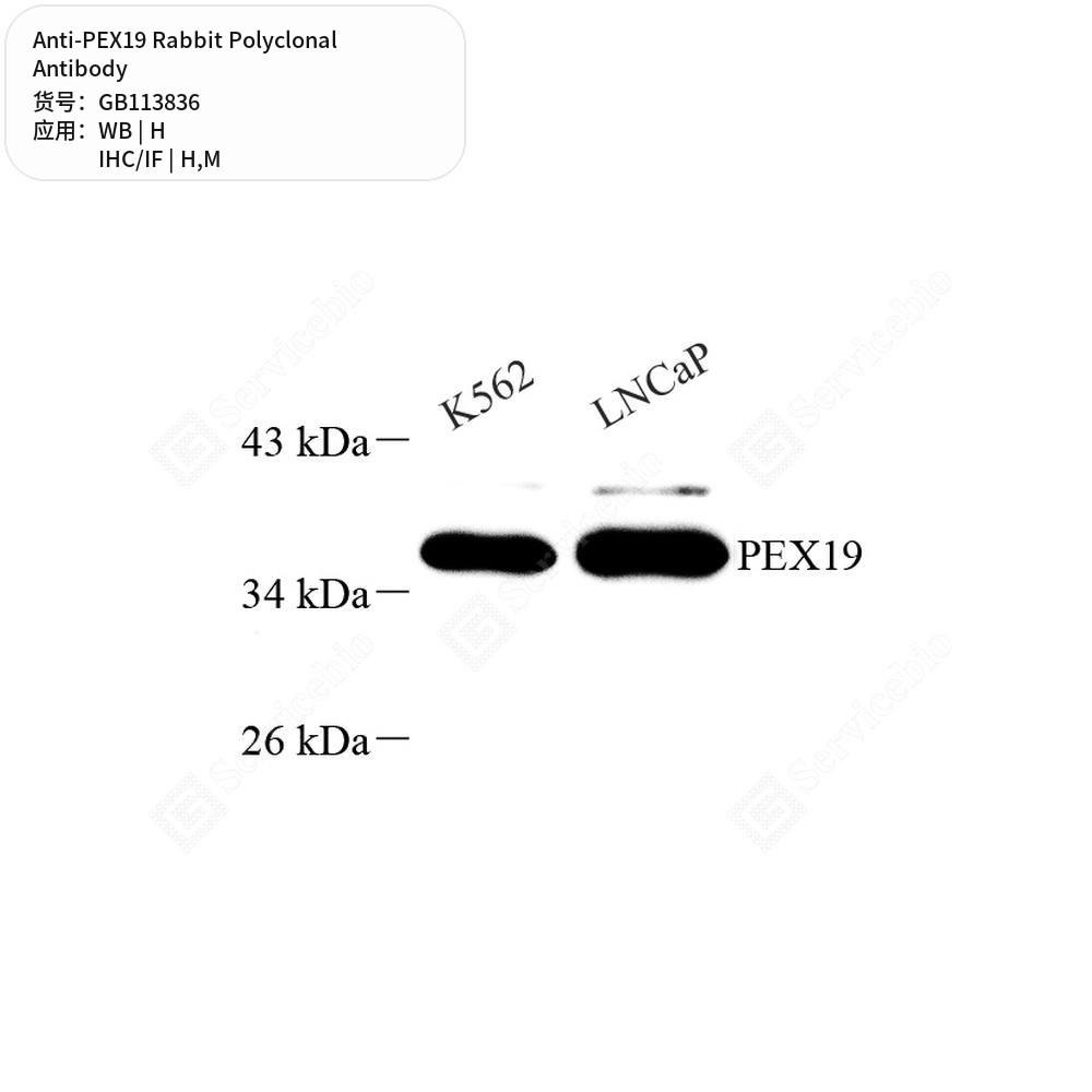 Антитела первичные, поликлональные кролика к PEX19 мыши, человека, 50 мкл
