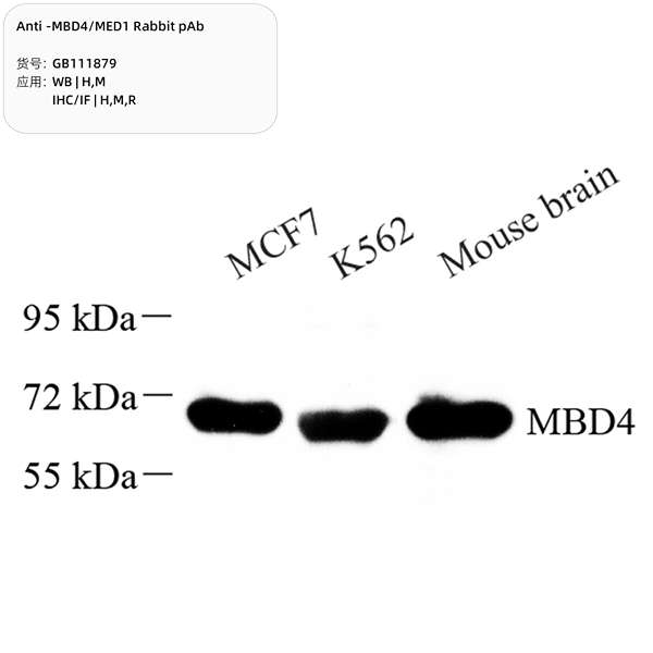 Антитела первичные, поликлональные, MBD4/MED1, 100 мкл