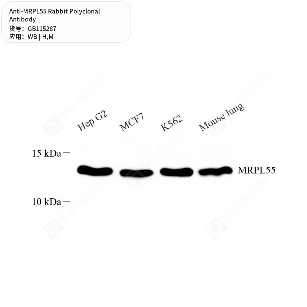 Антитела первичные, поликлональные кролика к MRPL55 мыши, человека, 100 мкл