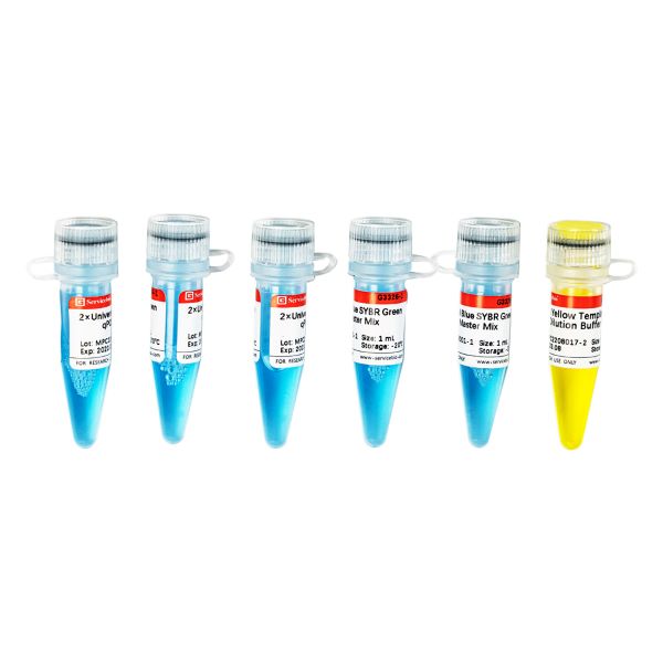 Мастер-микс для количественной ПЦР Universal Blue SYBR Green, 2х, 5 х 1 мл