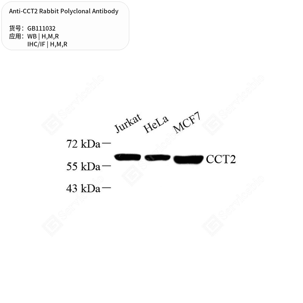 Антитела первичные, поликлональные кролика к CCT2 крысы, мыши, человека, 100 мкл