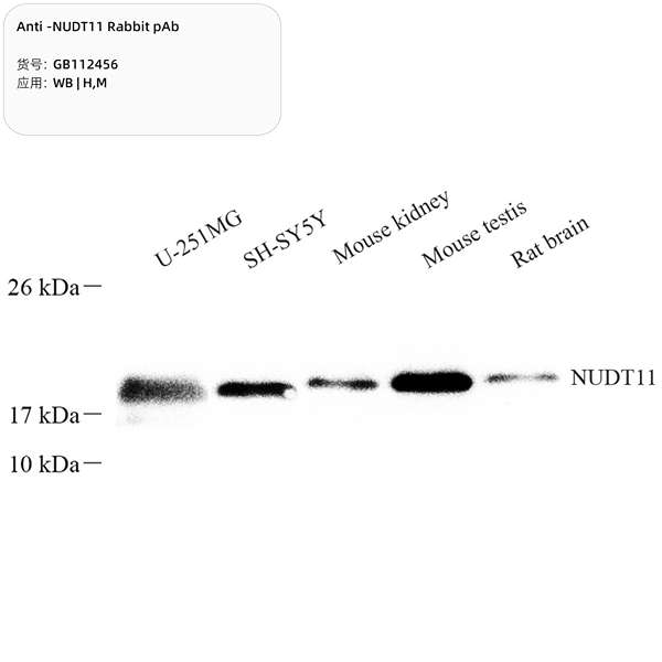 Антитела первичные, поликлональные, NUDT11, 100 мкл