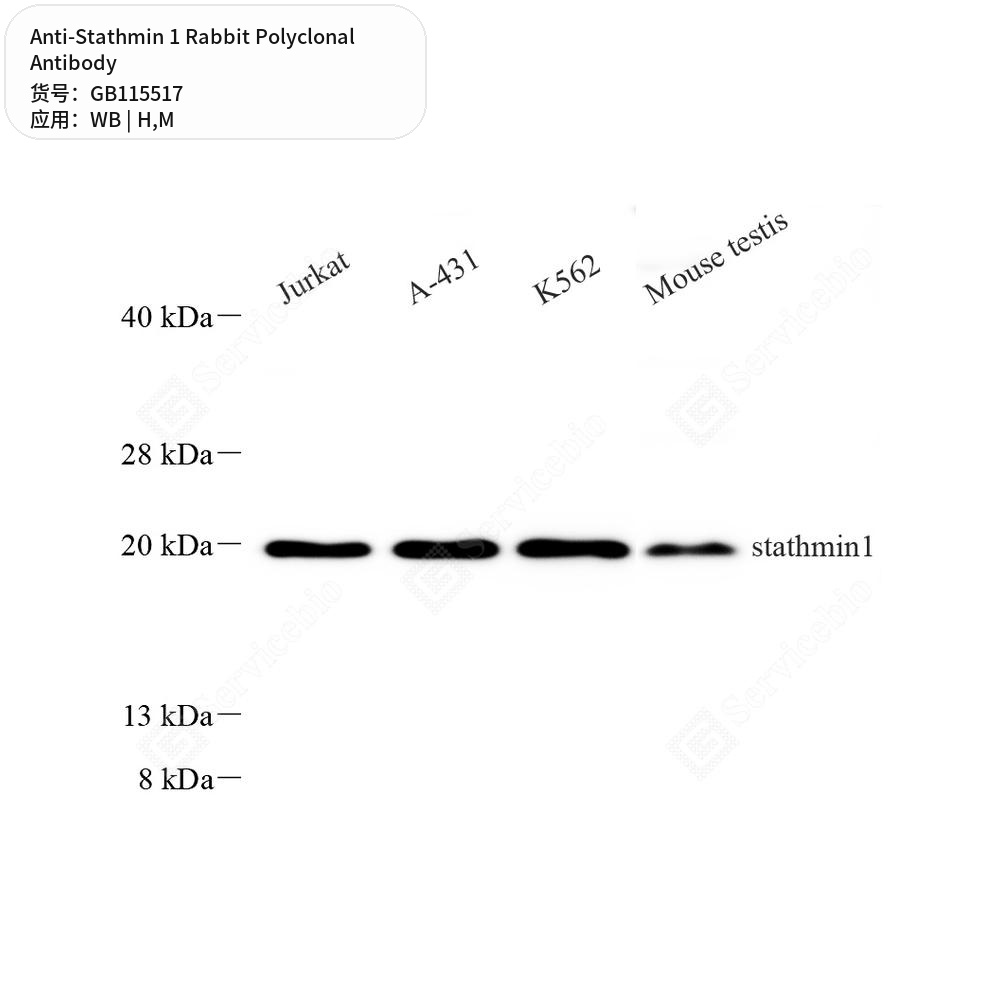 Антитела первичные, поликлональные кролика к Stathmin 1 мыши, человека, 50 мкл