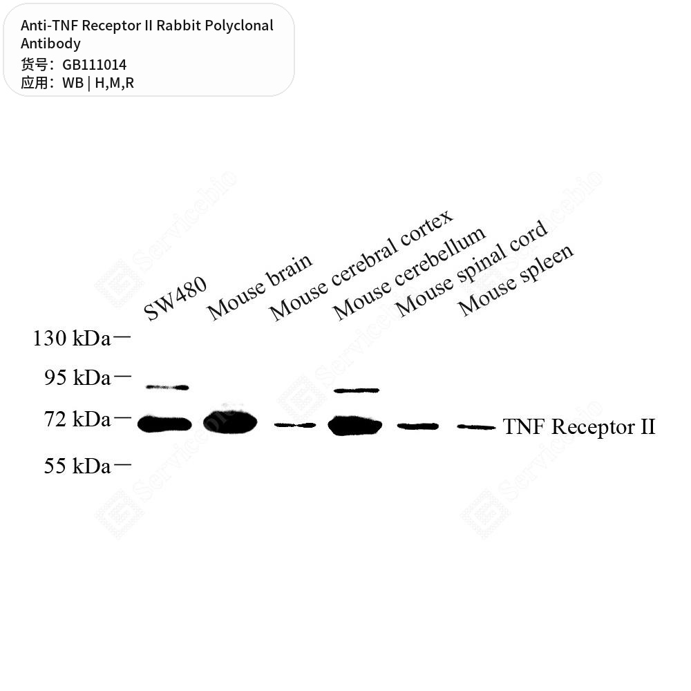 Антитела первичные, поликлональные кролика к TNF Receptor II крысы, мыши, человека, 100 мкл