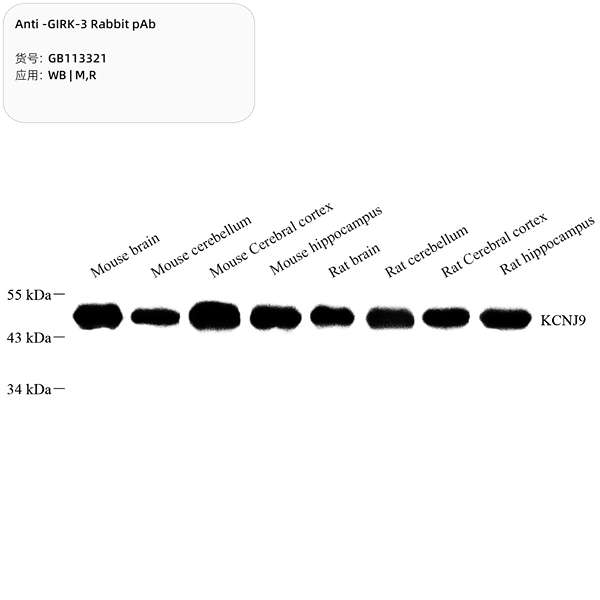 Антитела первичные, поликлональные, GIRK-3, 100 мкл