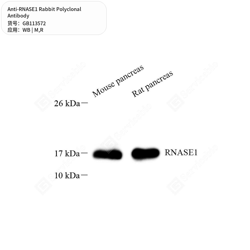 Антитела первичные, поликлональные кролика к RNASE1 крысы, мыши, 50 мкл