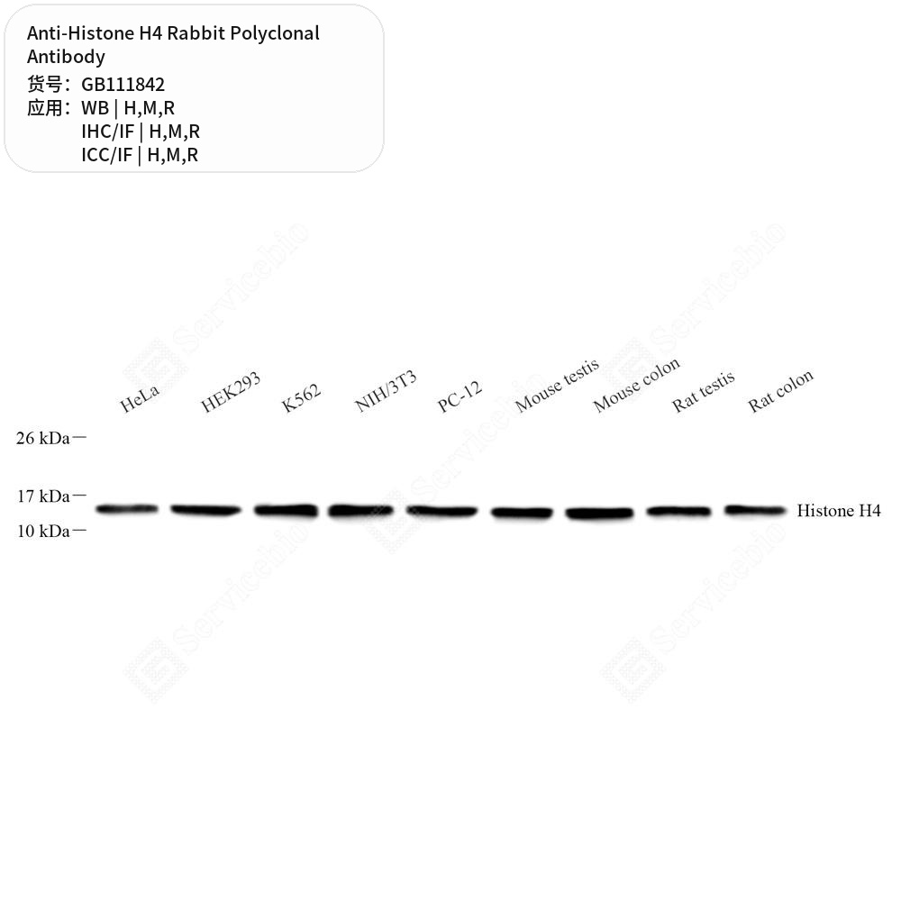 Антитела первичные, поликлональные кролика к Histone H4 крысы, мыши, человека, 100 мкл