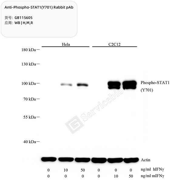 Антитела первичные, поликлональные, Phospho-STAT1(Y701), 100 мкл