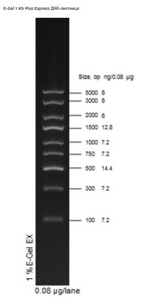 Маркеры молек. массы ДНК, 100-5000 п.о., E-Gel 1 Kb Plus Express, гот. к исп. (9 фр.), 100 реак.