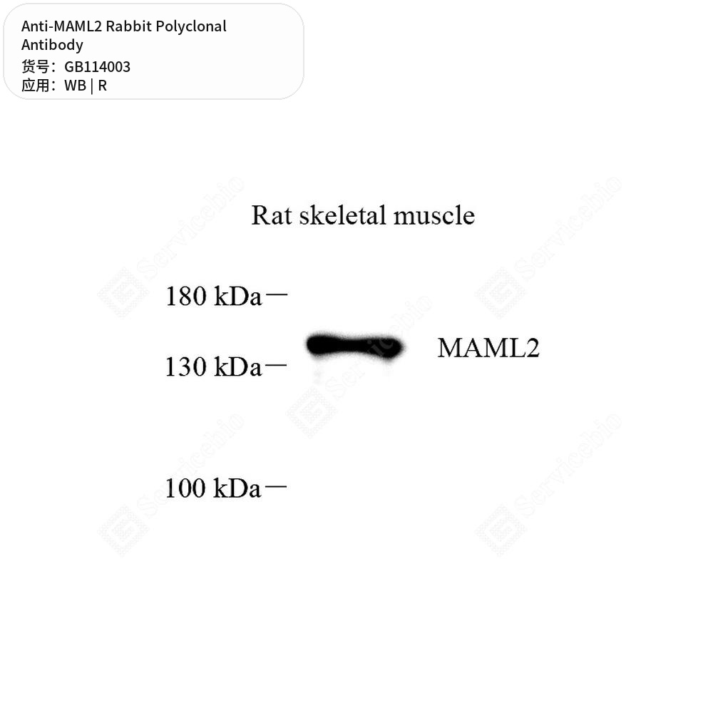 Антитела первичные, поликлональные кролика к MAML2 крысы, 50 мкл