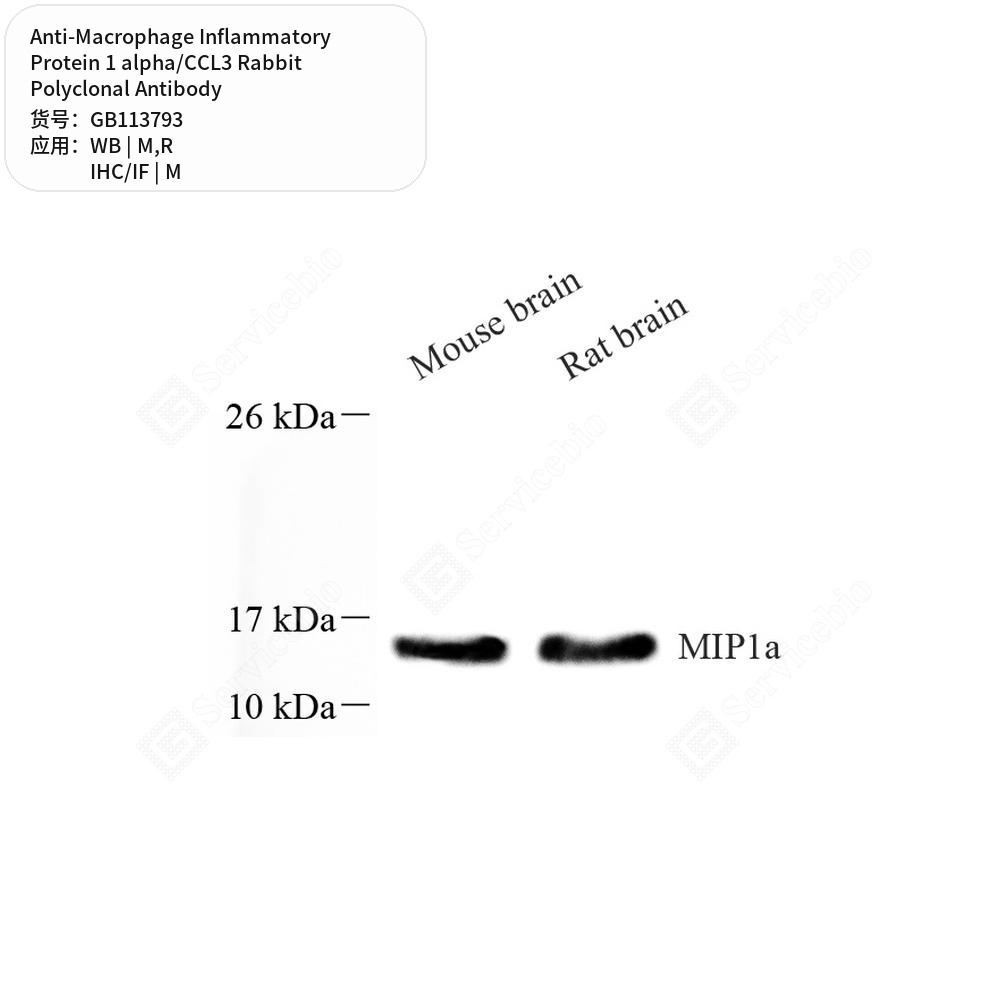 Антитела первичные, пол. кролика к Macrophage Inflammatory Protein 1 alpha/CCL3 крысы, мыши, 50 мкл