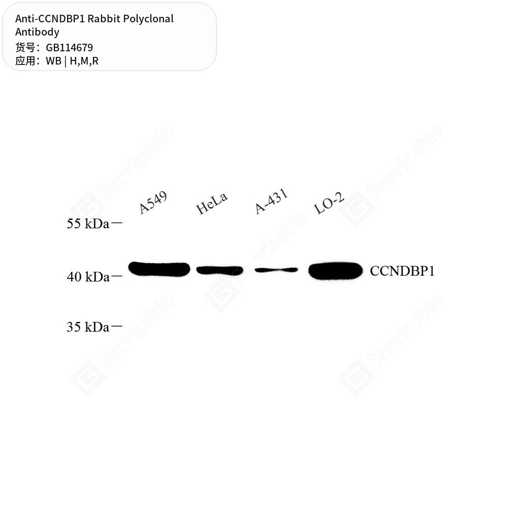 Антитела первичные, поликлональные кролика к CCNDBP1 крысы, мыши, человека, 50 мкл