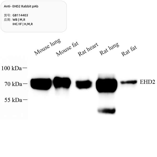 Антитела первичные, поликлональные, EHD2, 100 мкл