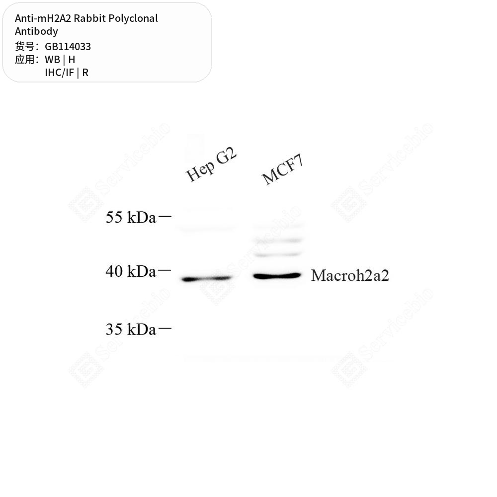 Антитела первичные, поликлональные кролика к mH2A2 крысы, человека, 100 мкл