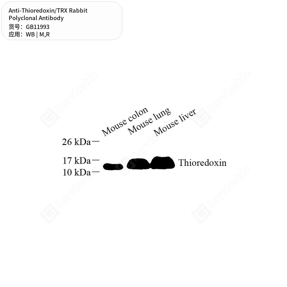 Антитела первичные, поликлональные кролика к Thioredoxin/TRX крысы, мыши, 50 мкл